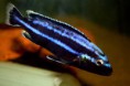 Меланохромис параллелус ,melanochromis parallelus